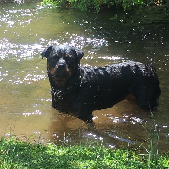 🌲Meet your Posh Ambassador🌻Andrea🌲 - Picture 5 of 5